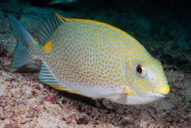 Keragaman genetik ikan beronang (Siganus) dan ikan cobia (Ranchycentron canadum) dari Indonesia dan 